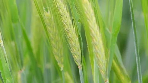 Green wheat closeup in slow motion Stock Footage 92105774