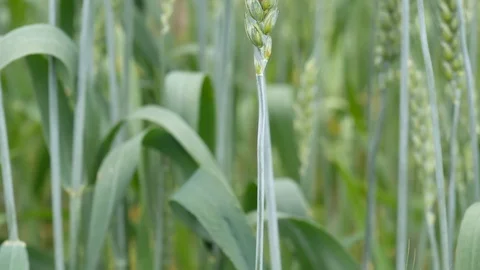 Green wheat, closeup00000020 Stock Footage 129014332