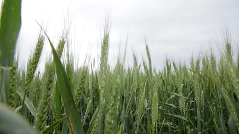 Green wheat on a cloudy day Stock Footage 153363350