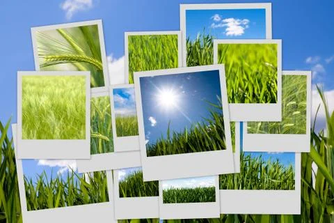 Green wheat collage Foto stock