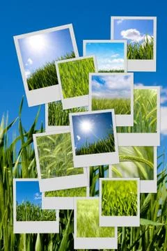 Green wheat collage Foto stock