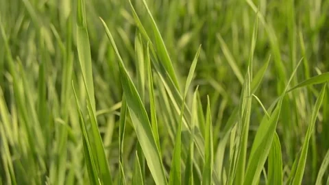 Green wheat corp in closeup video footage Stock Footage 271084706