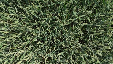 Green wheat crop covering large agricultural field seen from above with gen.. Stock-Footage 337182603
