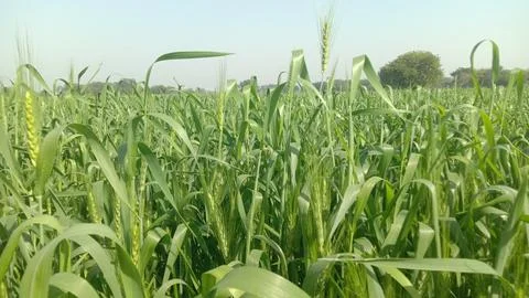 The green wheat crop 库存照片