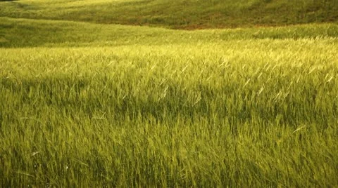 Green wheat cultivation Stock Footage
