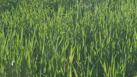 Green wheat dancing to the wind on a lovely afternoon in slow motion. Video stock 109793943