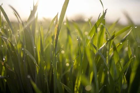 Green wheat with dew drops Stock Photos