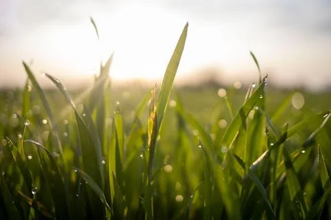 Green wheat with dew drops Stock Photos