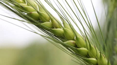 Green wheat ear against the sky, field, cereal grain, plant, kernels, macro Video stock 39018232