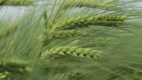 Green Wheat Ear Blown by the wind Close Up Ungraded Stock-Footage 71038126