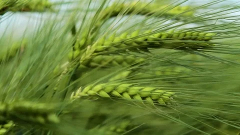 Green Wheat Ear Blown by the wind Close Up Stock Footage