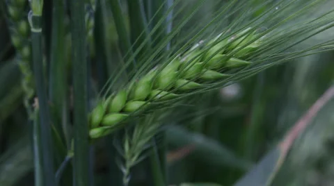 Green wheat ear kernels, field, cereal grain, cereal plant, harvest, macro Stock Footage 39018172