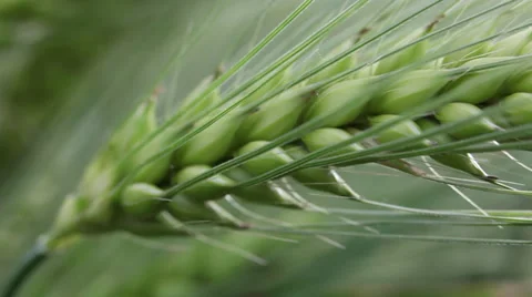Green wheat ear kernels, field, cereal grain, cereal plant, harvest, macro Video stock 39018175