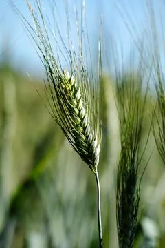 Green wheat ear macro in sunlight, Montefeltro, Marche, Italy Stock Photos