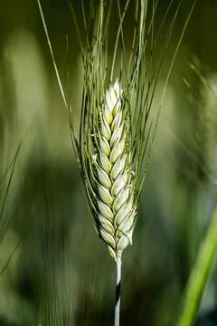 Green wheat ear macro in sunlight, Montefeltro, Marche, Italy Stock Photos