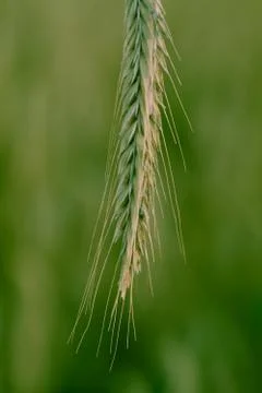 Green wheat ear Foto stock