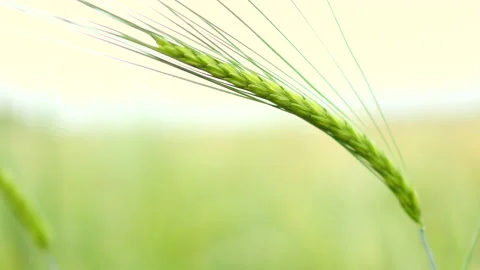 Green wheat ear spike in field in summer sunny day Video stock 159388142