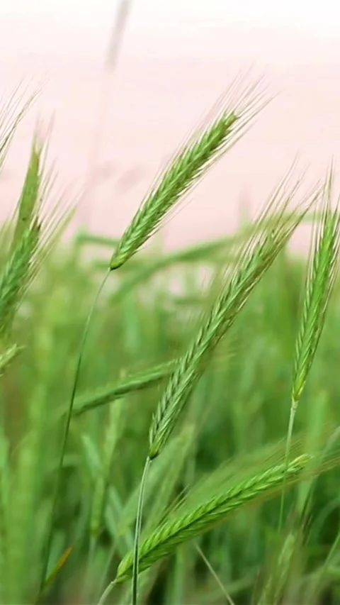 Green wheat ears blowing in the summer wind field Vídeos de archivo 334184047