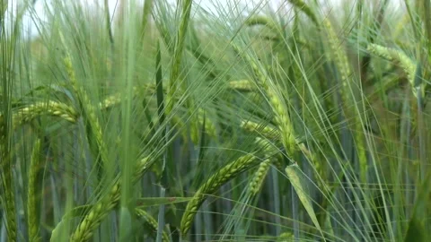 Green wheat ears in cereal field in summer day close-up view Stock Footage 158904136