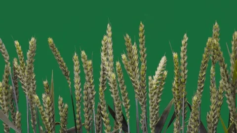 Green wheat ears on chroma key background for video production. Stock Footage 333112758