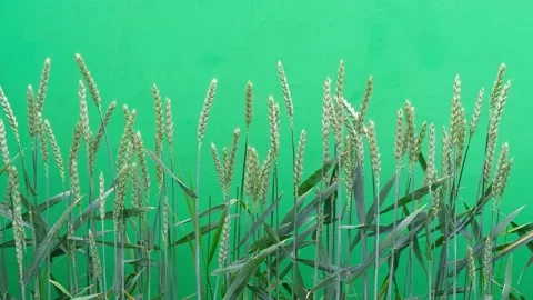 Green wheat ears on chroma key background for video production. Stock Footage 333113382