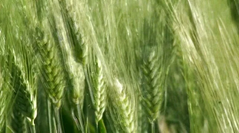 Green wheat ears close up Stock Footage 278200