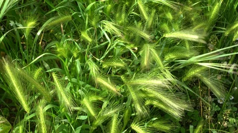 Green Wheat Ears Close Up Stock Footage 91138093