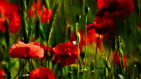 Green wheat ears close-up with red poppies Stock Footage 148162286
