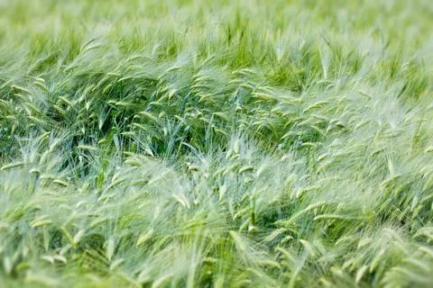 Green wheat ears close up at spring Stock Photos