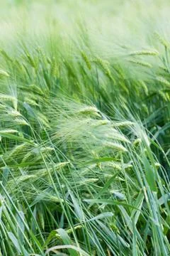 Green wheat ears close up at spring Stock Photos
