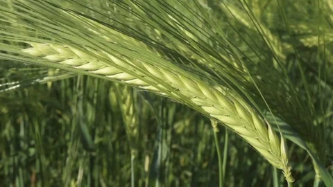 Green wheat ears close up at springtime Stock Footage 77457123