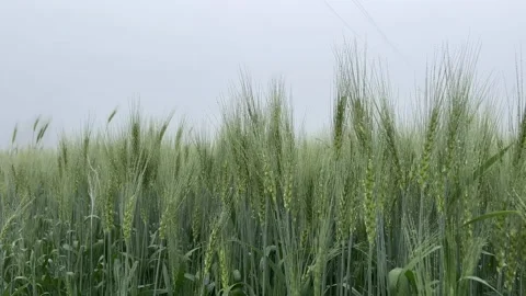 Green wheat ears covered with fresh morning dew drops in a foggy field Stock Footage 328070081