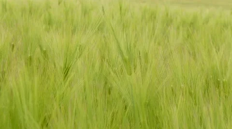 Green Wheat Ears Dancing With The Wind 스톡 동영상 67392351