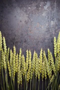 Green wheat ears on dark rusty background Stock-Fotos