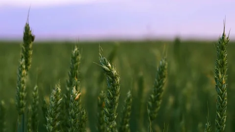 Green wheat ears field against shallow depth of field background of blue sky. 4k Stock Footage