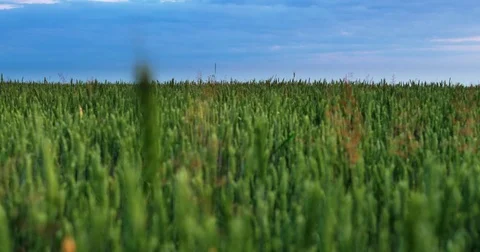 Green wheat ears field against shallow depth of field background of the blue sky Stock Footage 78153953