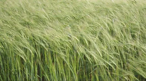 Green wheat ears Video stock 45807055