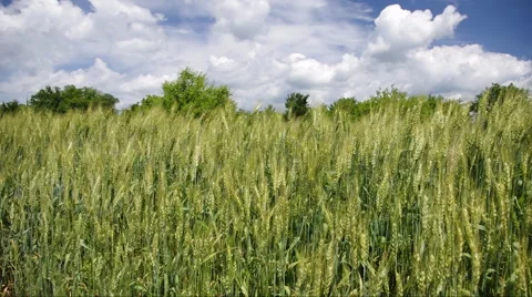 Green wheat ears Video stock 45807090