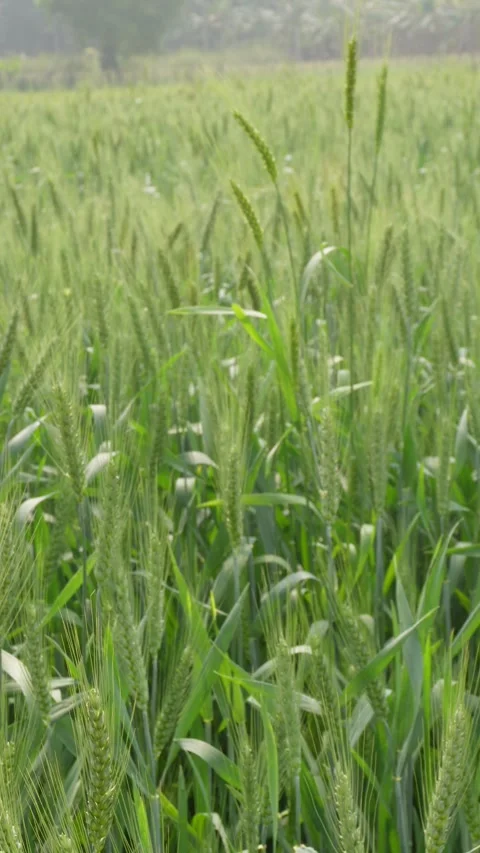 Green Wheat Ears Stock Footage 333907126