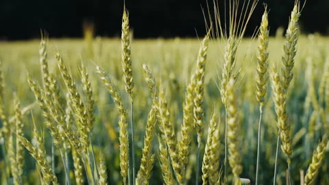 Green wheat ears growing in a field 스톡 동영상 339645086