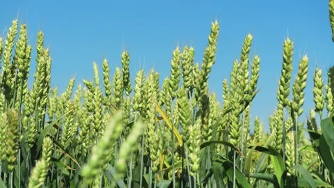 Green wheat ears moved by light wind in endless agricultural field closeup Stock Footage 258701310
