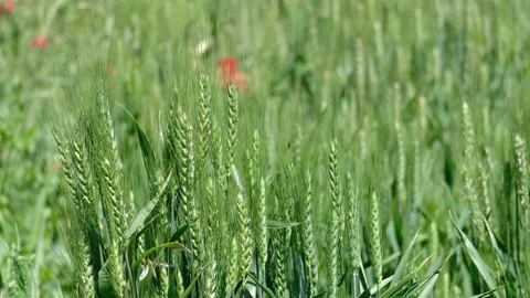 Green wheat ears moved by the wind in the spring Stock Footage 154367302
