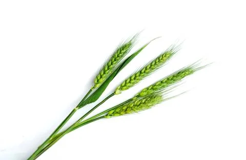 Green wheat ears Stock Photos