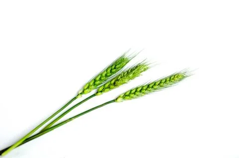 Green wheat ears Foto stock