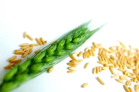 Green wheat ears Stock Photos