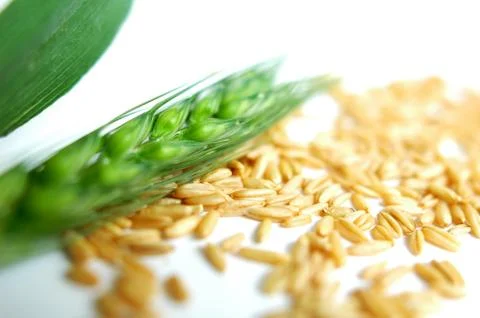 Green wheat ears Stock Photos