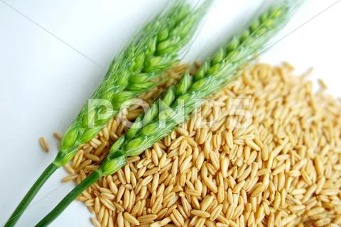 Green wheat ears Stock Photos