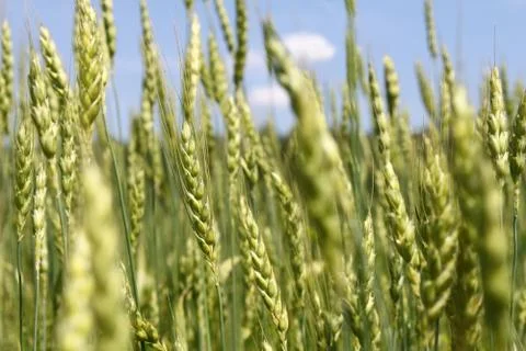 Green wheat ears Foto stock