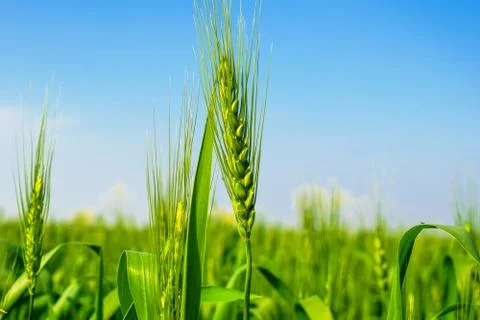 Green wheat ears Stock Photos