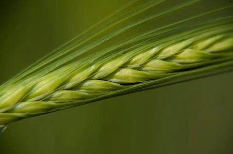 Green wheat ears Stock Photos